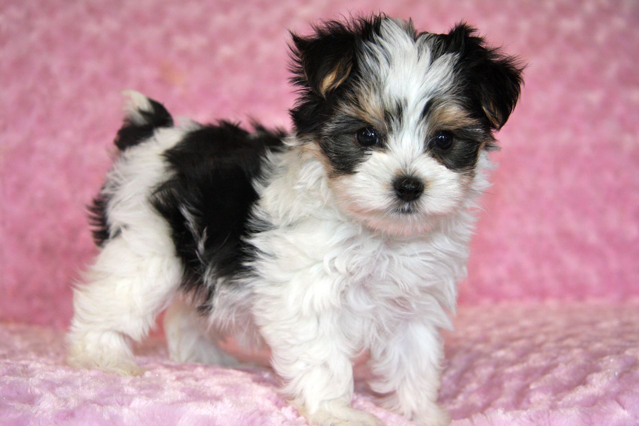 Pictures Of Morkie Puppies HD Wallpaper Pretty Dogs