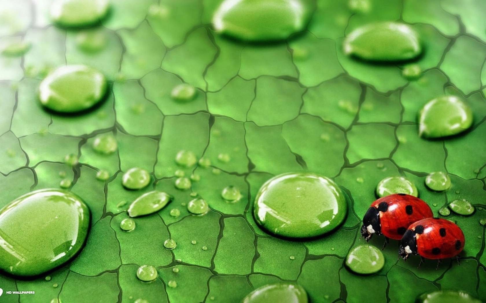 Cute Tiny Ladybugs On Leaf Wallpaper In Animals