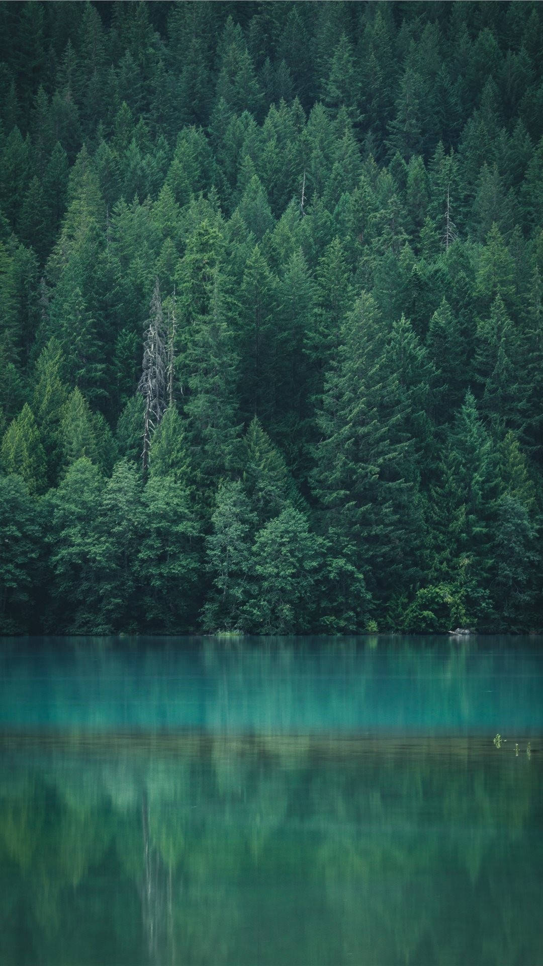 Forest iPhone Wallpaper