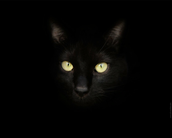 blackeyes eyes black black cat backgrounds black background 1280x1024