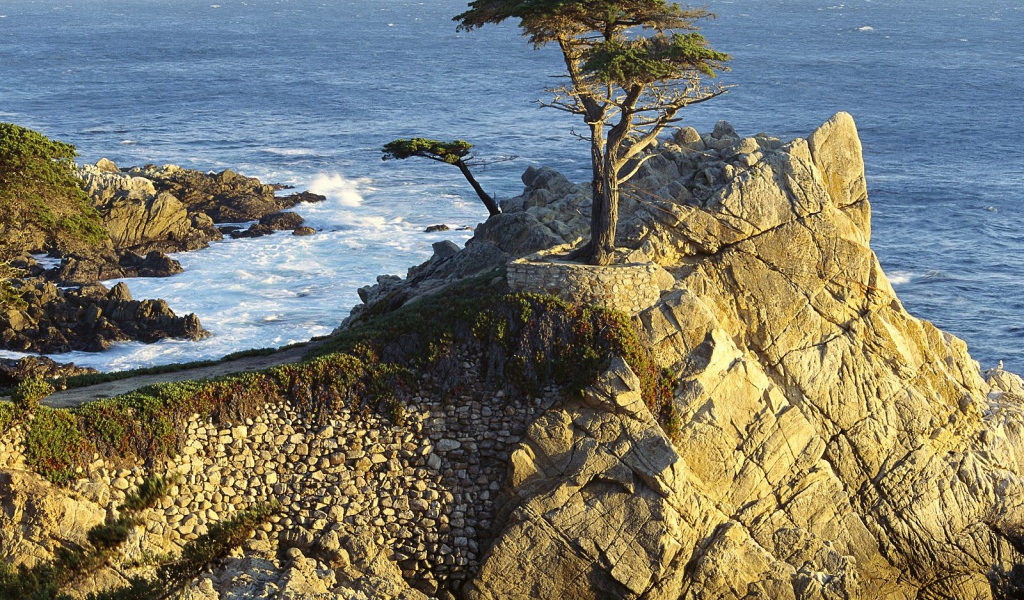Cypress Pebble Beach California Usa Desktop Wallpaper