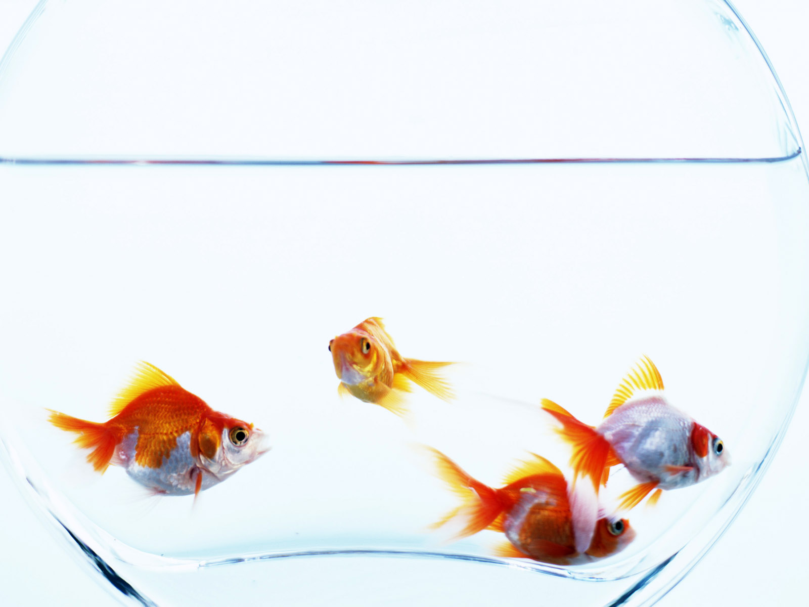Goldfish In An Aquarium Wallpaper And Image Pictures