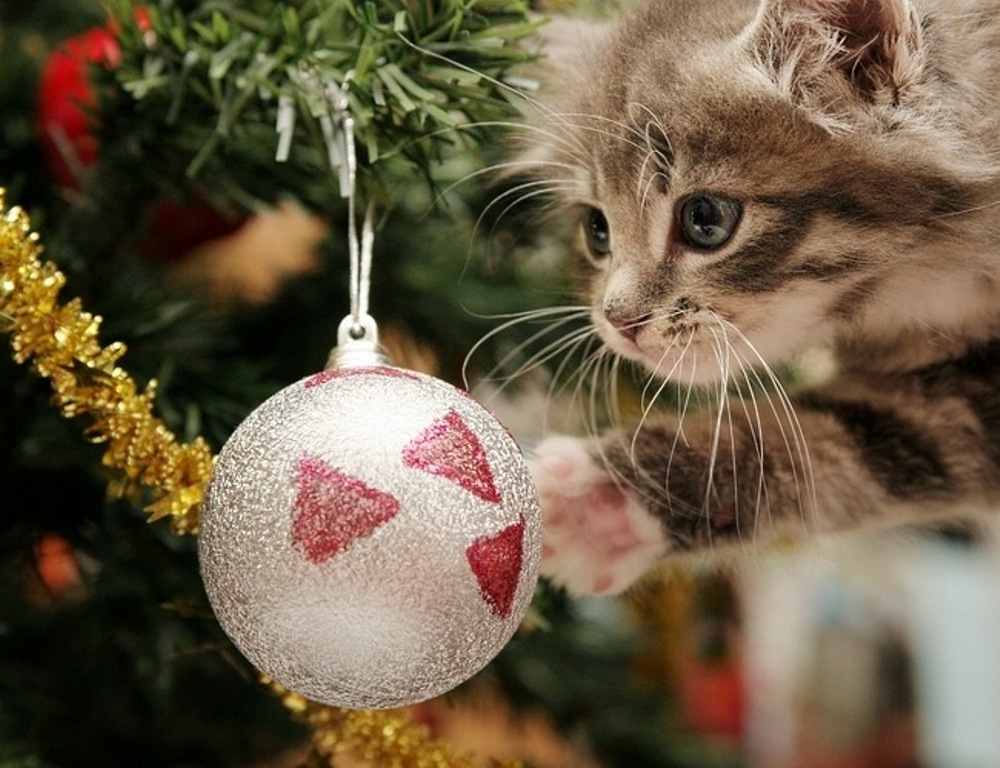 Funny cat christmas wallpapers wallpapers55com   Best Wallpapers
