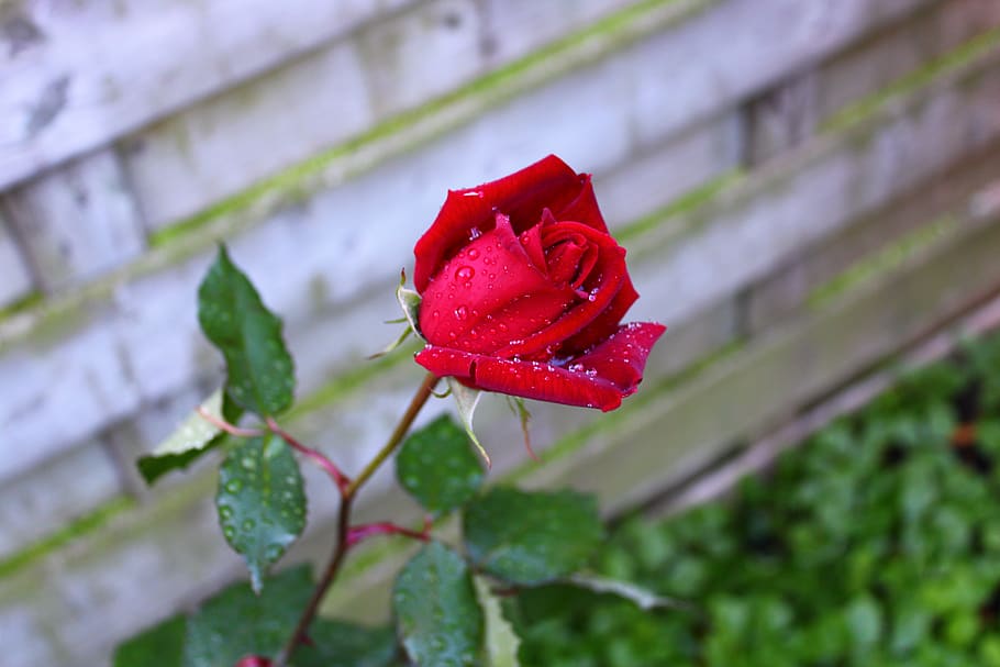 HD Wallpaper Red Rose Drops Bloem Feeling Roze Roos Beauty