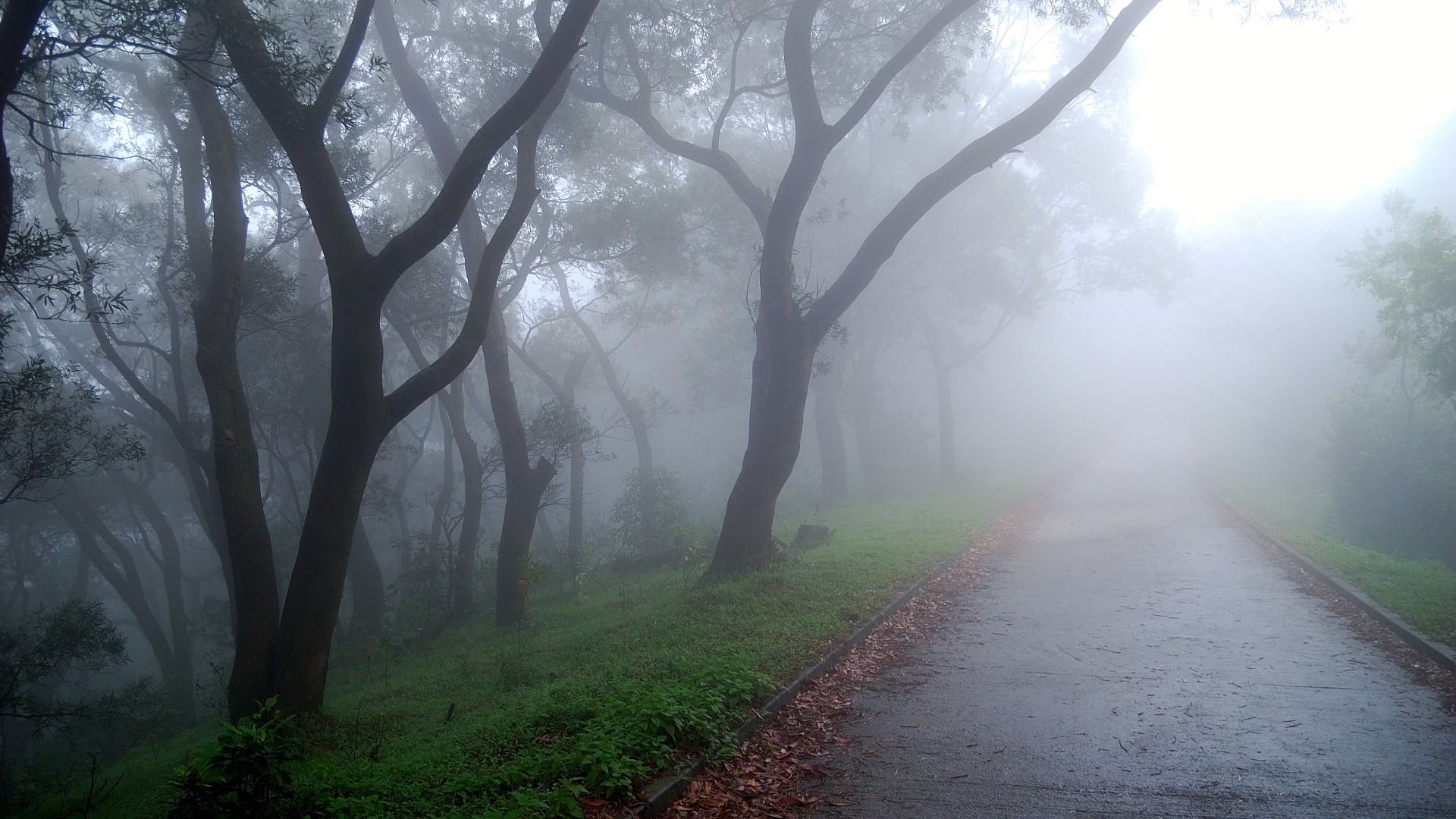 Foggy Wallpaper