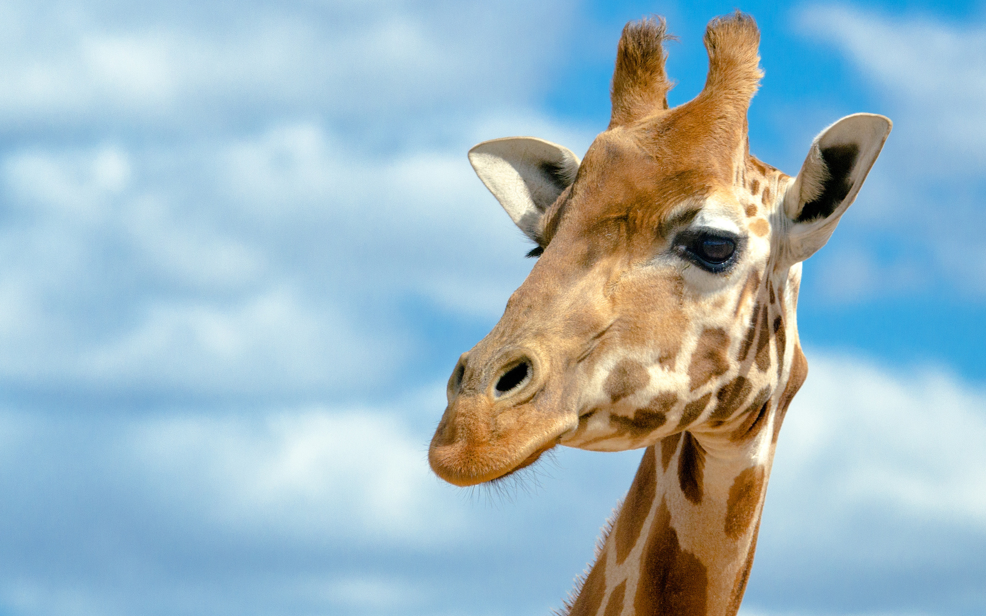 Giraffe Best Desktop Background HD Widescreen Wallpaper