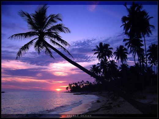 Beautiful Beach And Palms Wallpaper For Your Desktop Noupe
