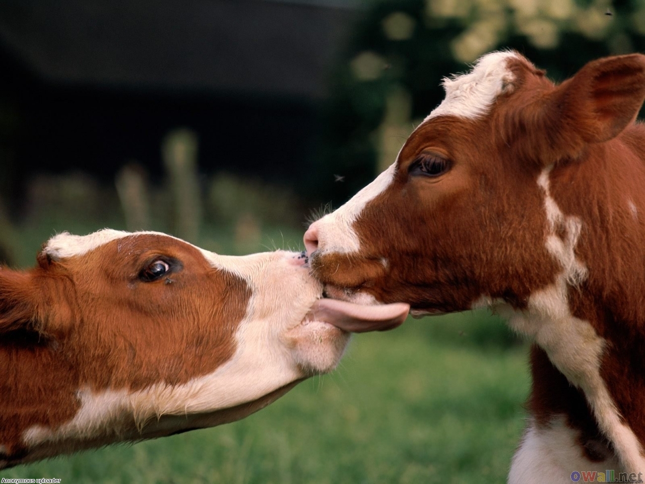 Free download cow animal cute cowgif cowfunny cow [1280x960] for your