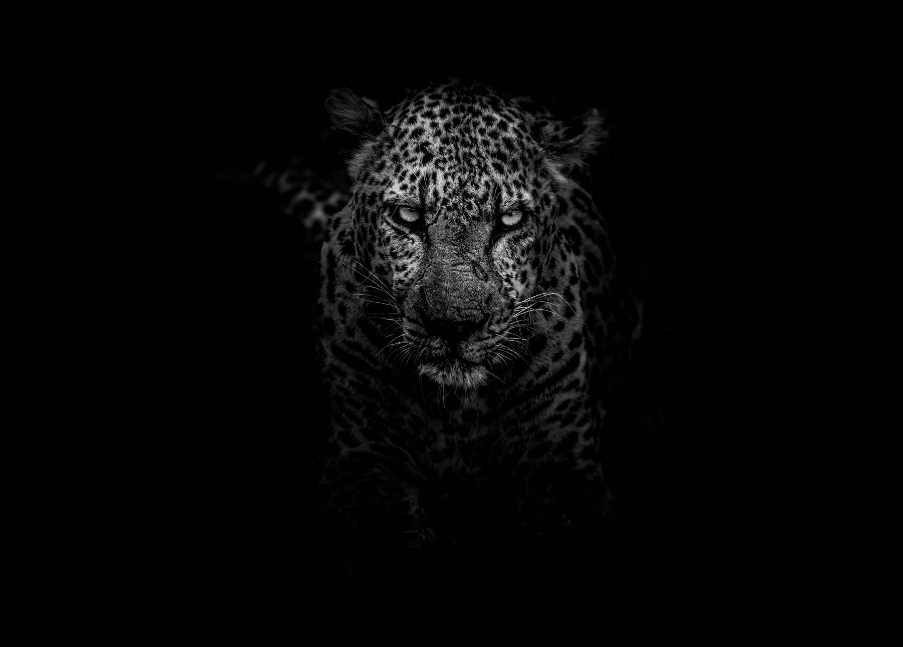 Dark Animal Wallpaper