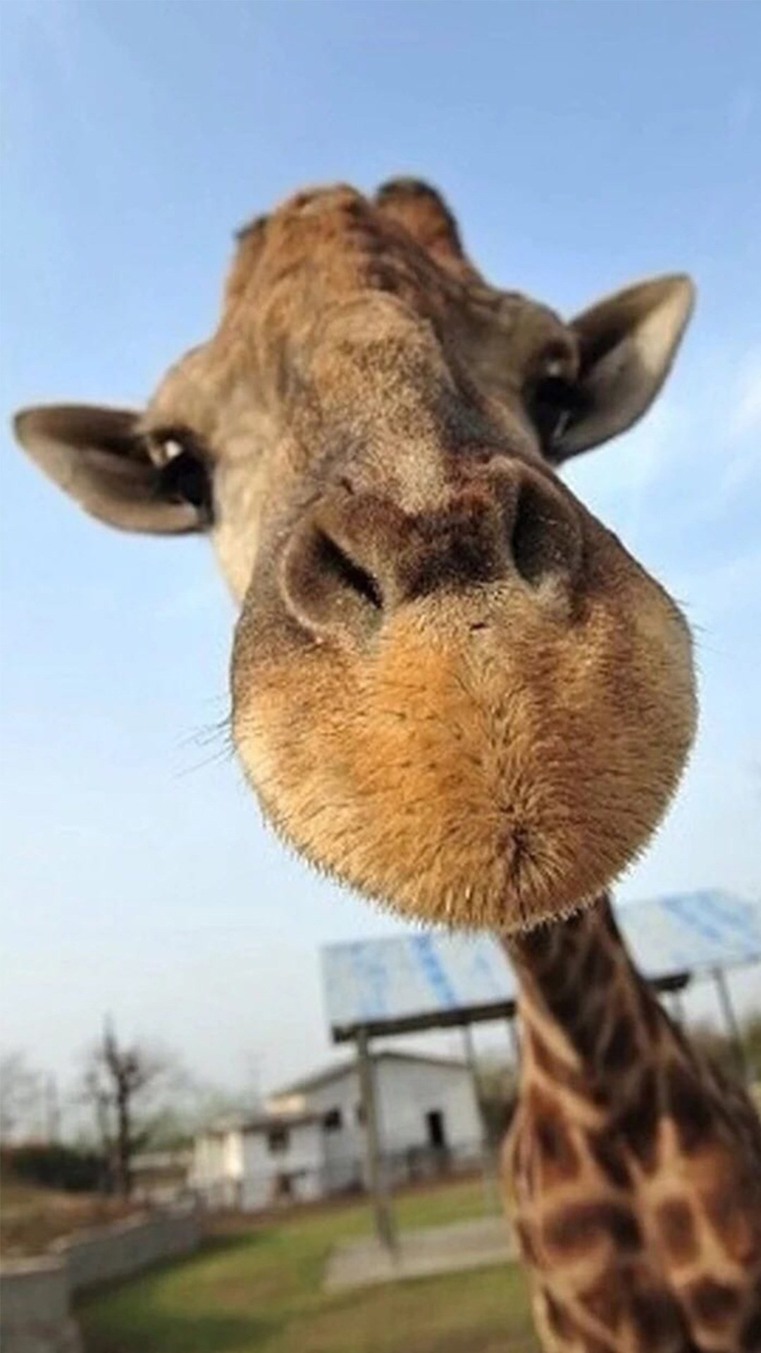Cute Giraffe Wallpaper