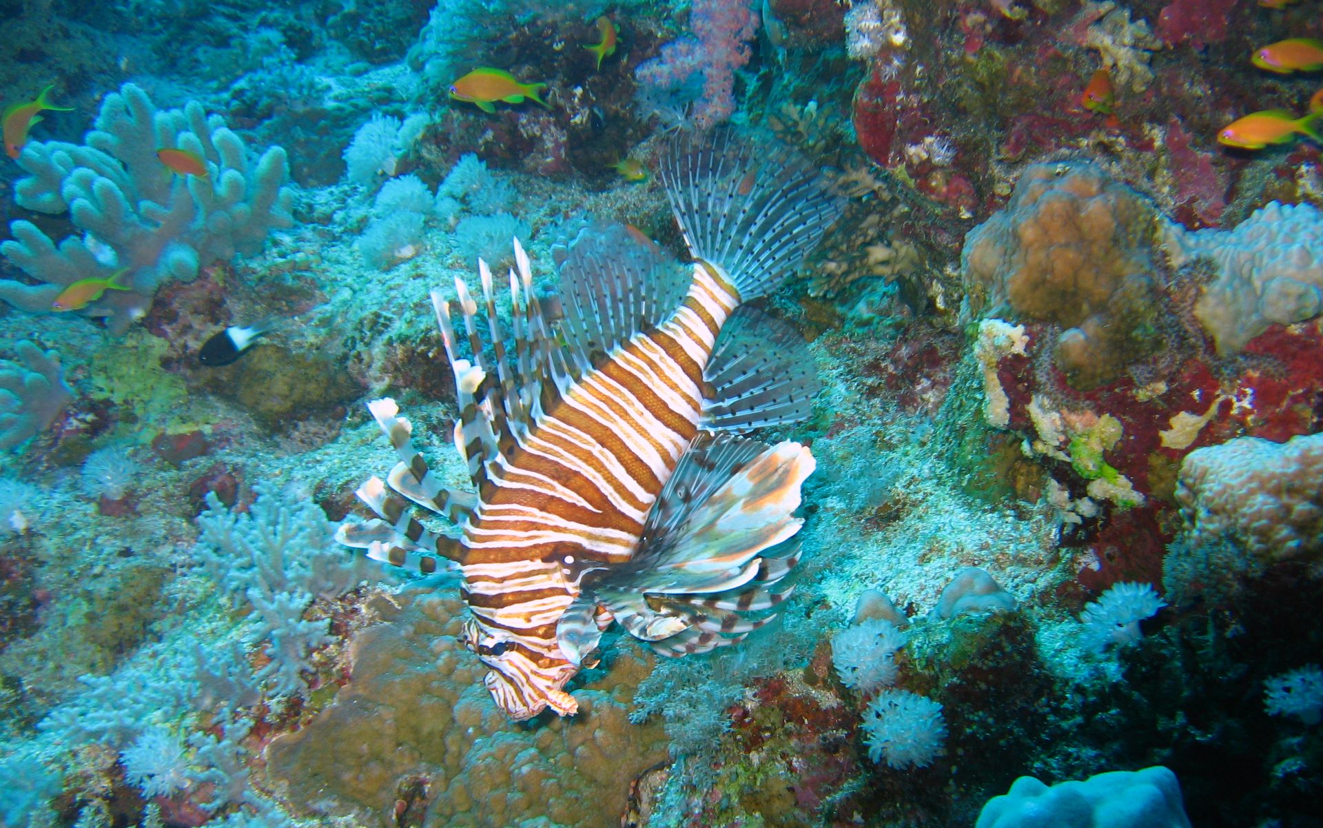 Ocean Underwater Fish Wallpaper HD Area