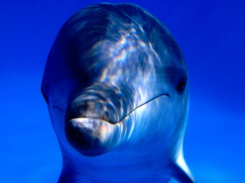 Dolphin Wallpaper Screensavers Pictures