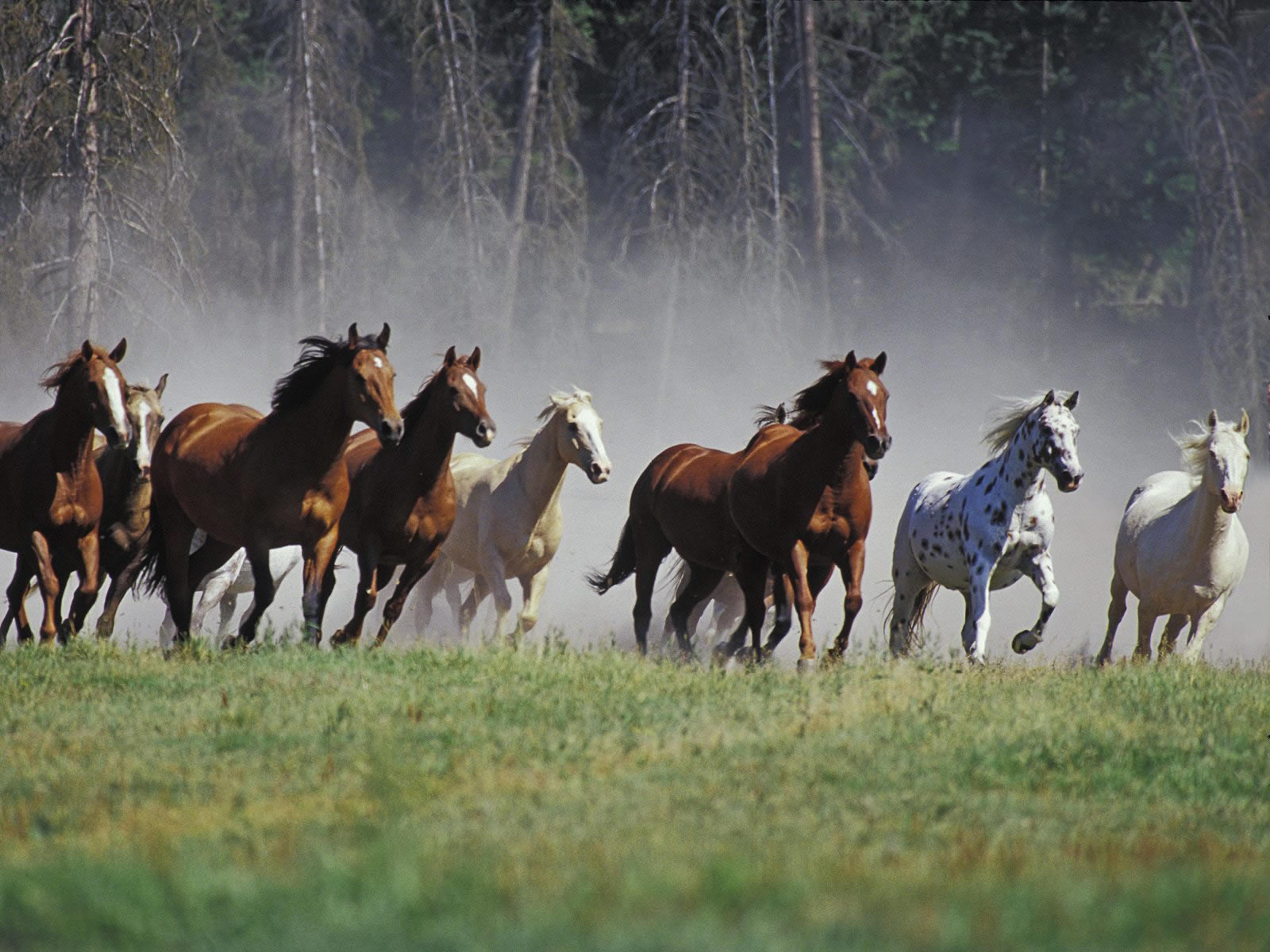 On The Ranch Montana Animals Wallpaper Image With Horses