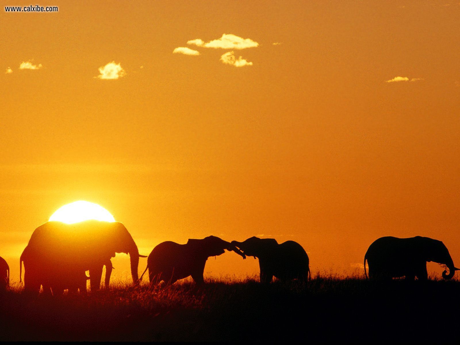 Nature African Elephants Masaai Mara Kenya Africa