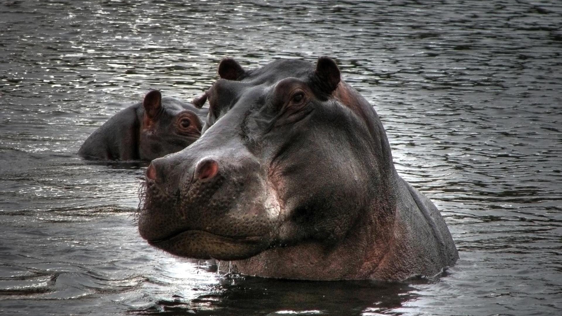 Hippopotamus In Water High Definition Wallpaper HD