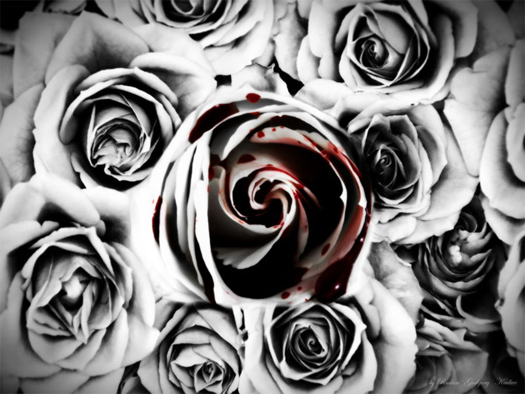 Bloody Rose Wallpaper - WallpaperSafari.