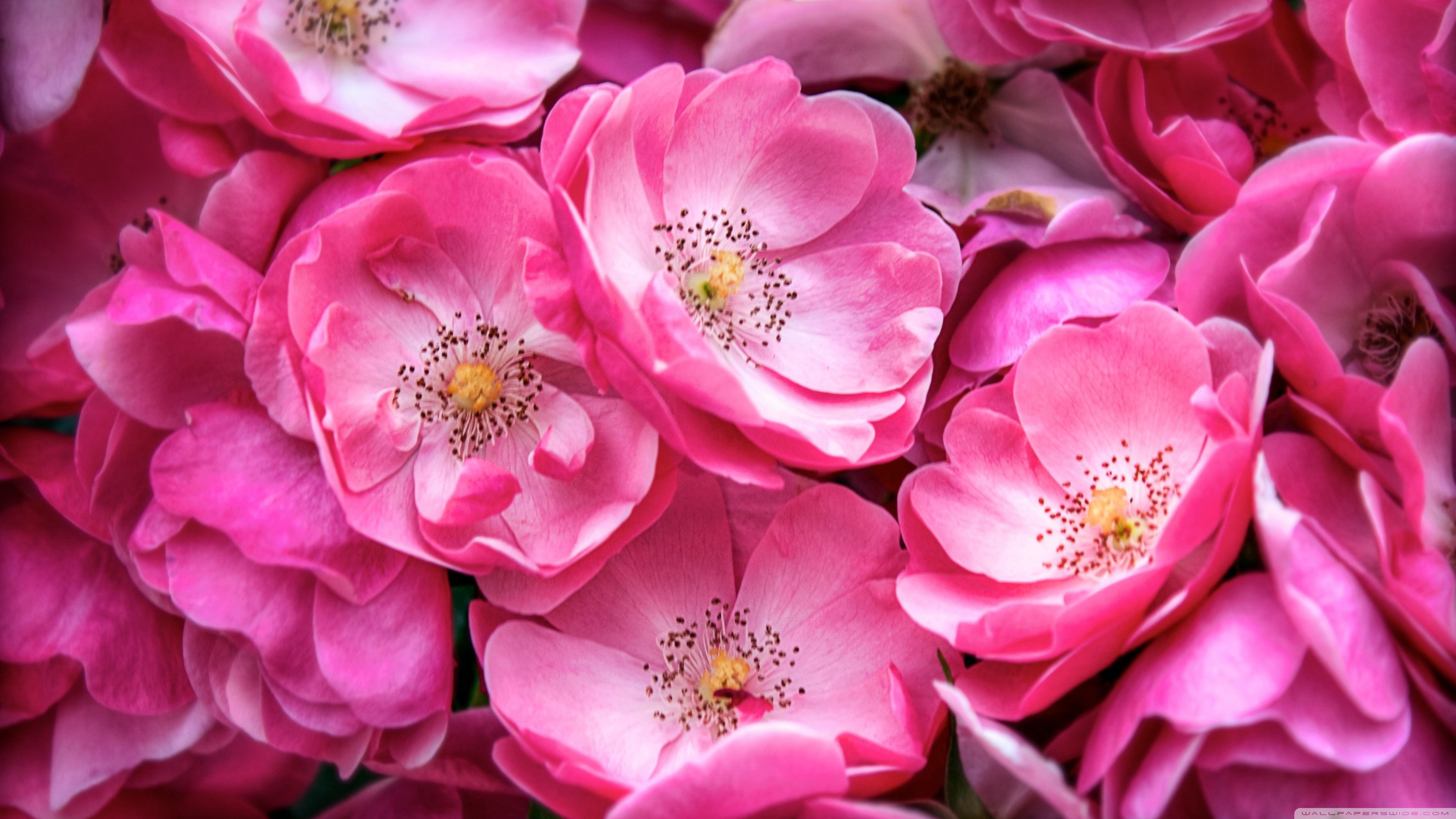 Beautiful Wild Roses Ultra HD Desktop Background Wallpaper for 4K