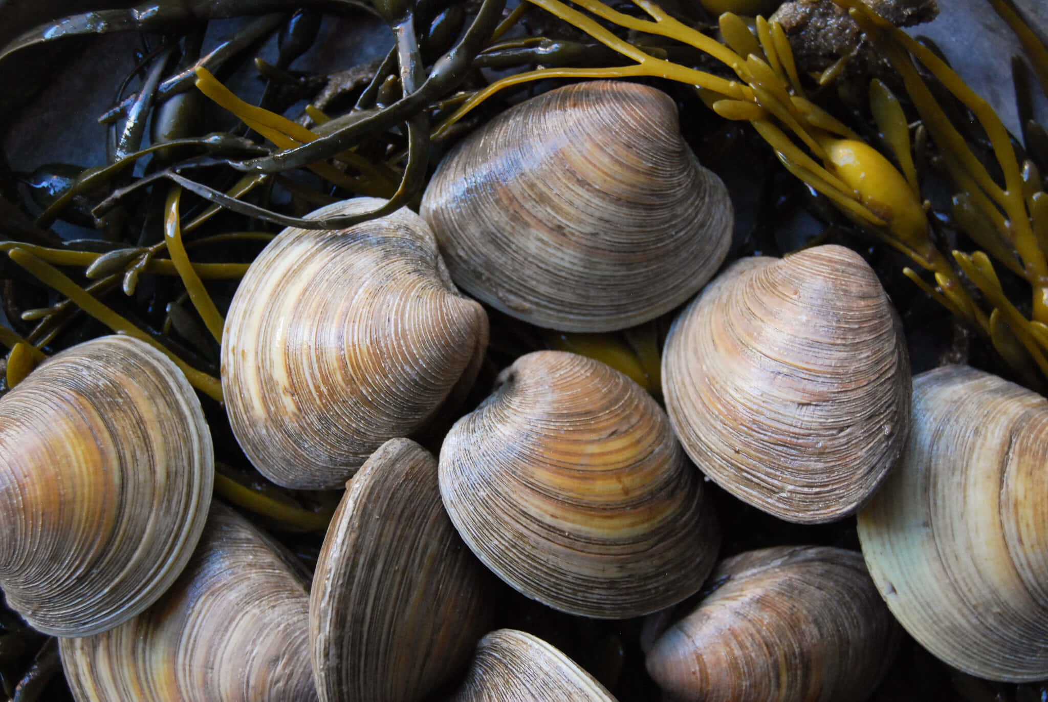 Clam Shell X Wallpaper