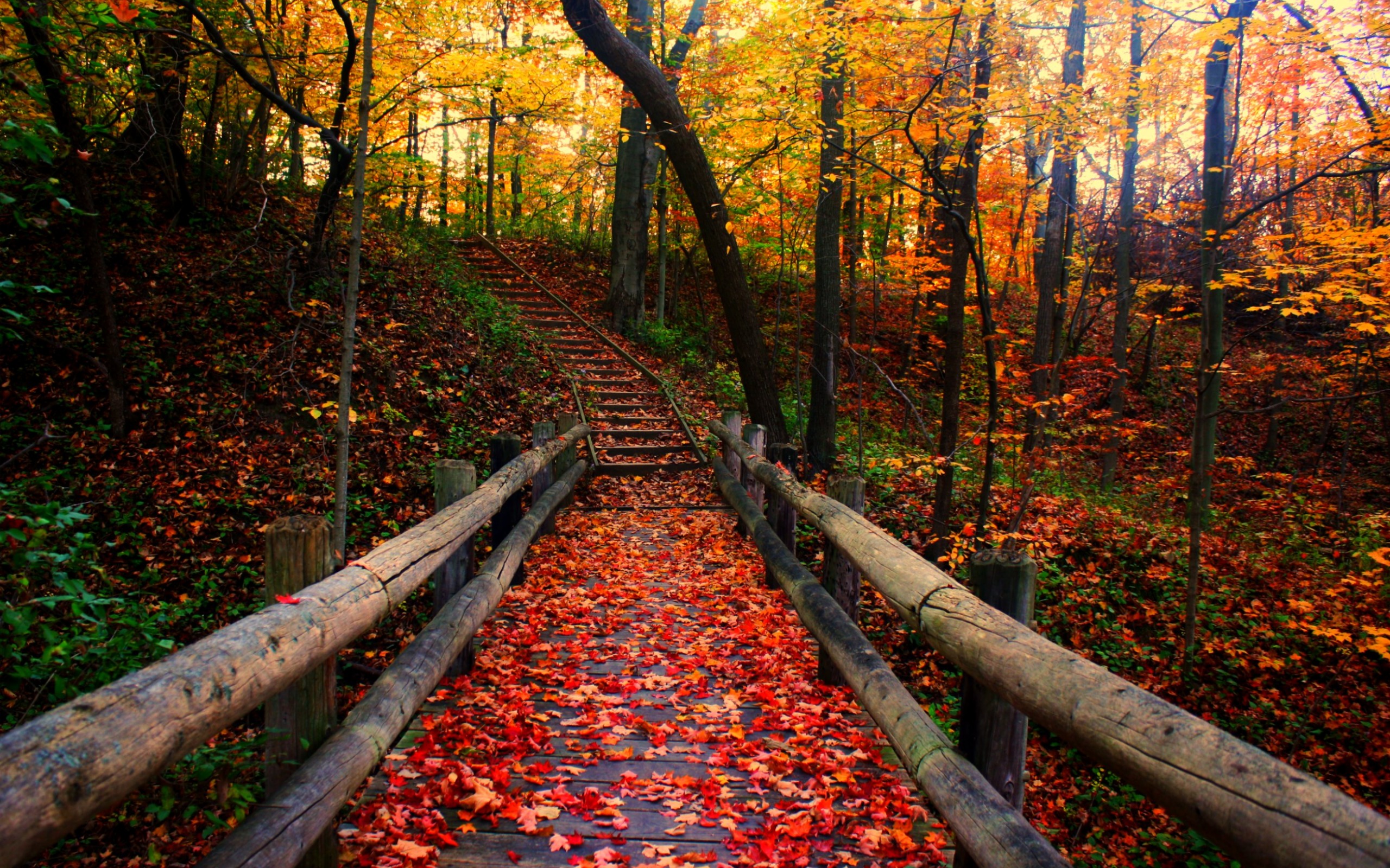 autumn free wallpaper autumn path 2560x1600 93197 Jessica Sheets