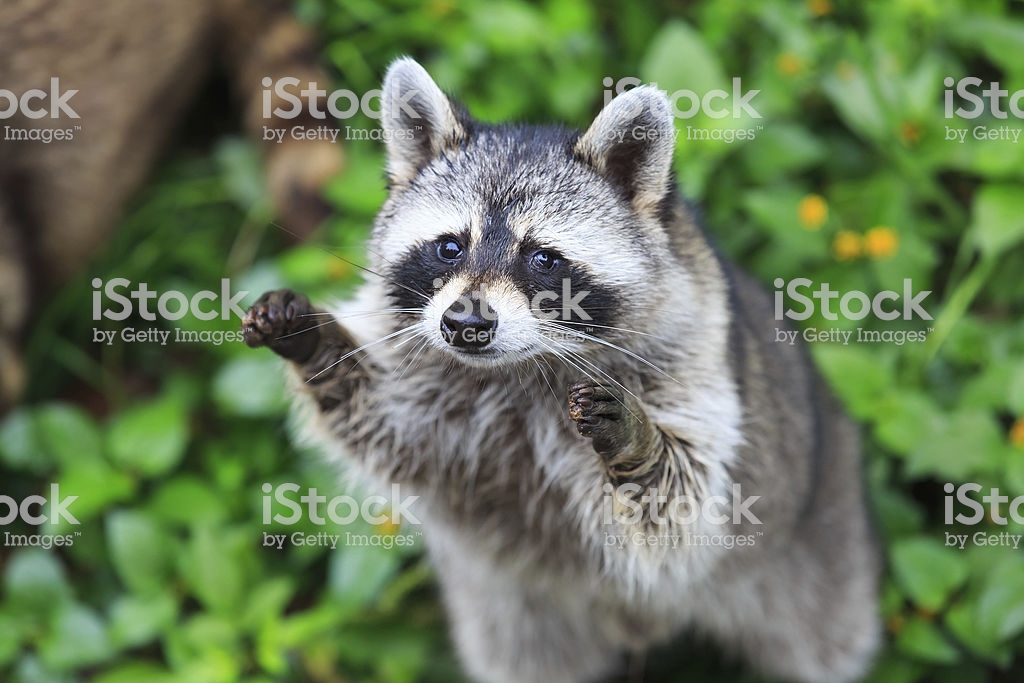 The Raccoon Play Standing In Green Grass Background Stock