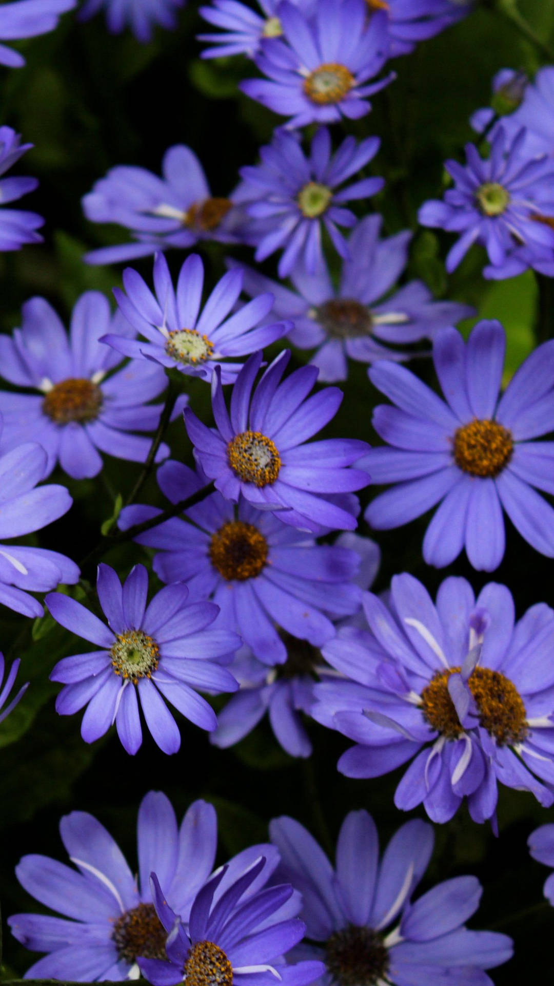 Daisy Aesthetic Computer Wallpaper