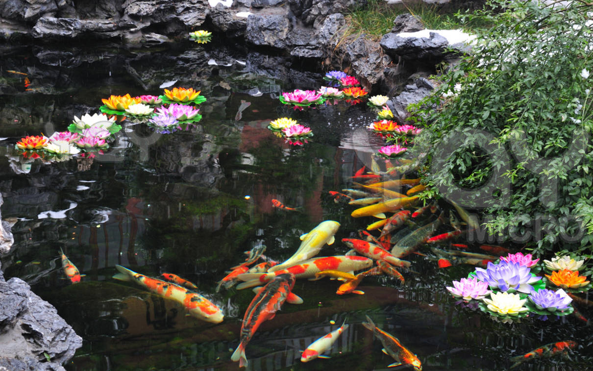 Koi Pond iPhone Wallpaper Ipod Touch iPhone4 Background