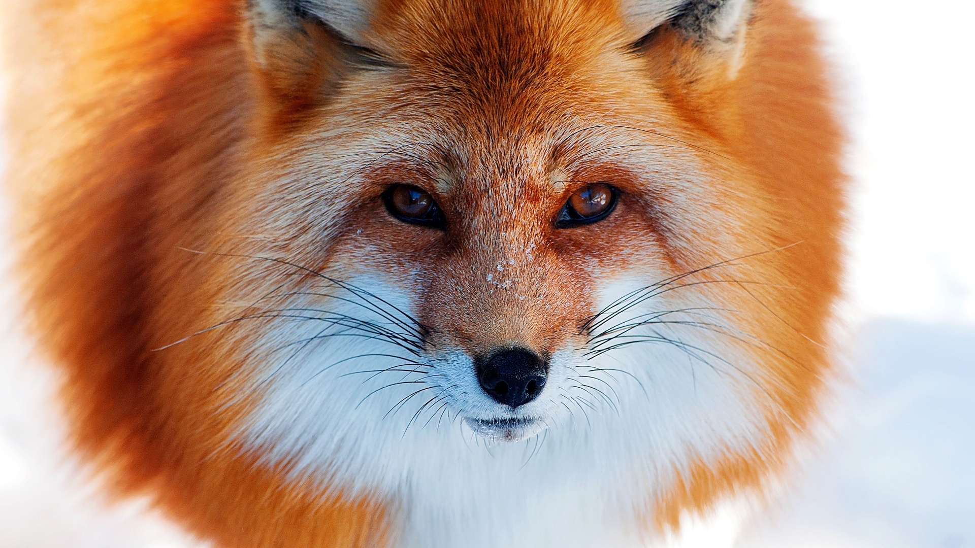 Red Fox Fac HD Wallpaper Background Images