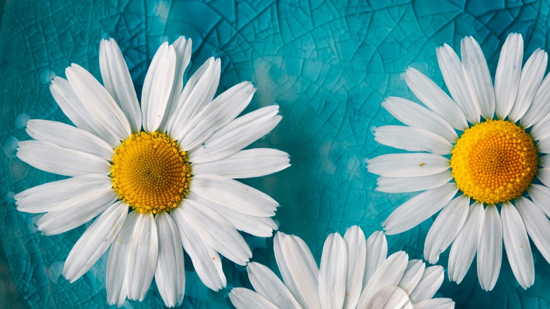 Nature Flowers Wallpaper HD