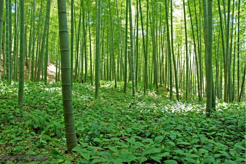 Bamboo Forest X 66m 44m