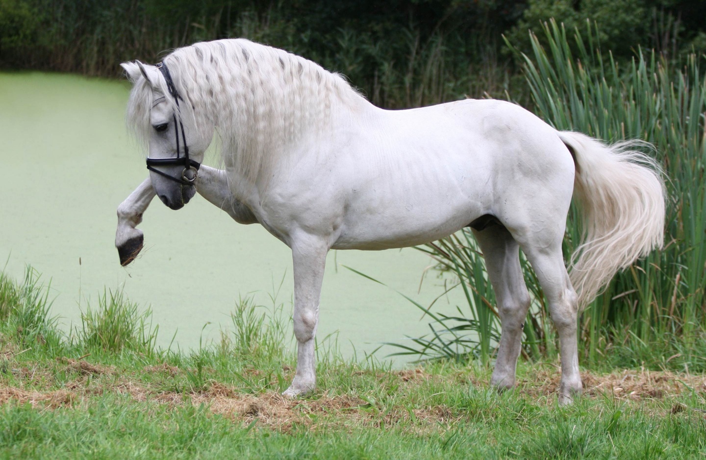 Magnificent White Andalusian Horse Fondos de pantalla White Horse