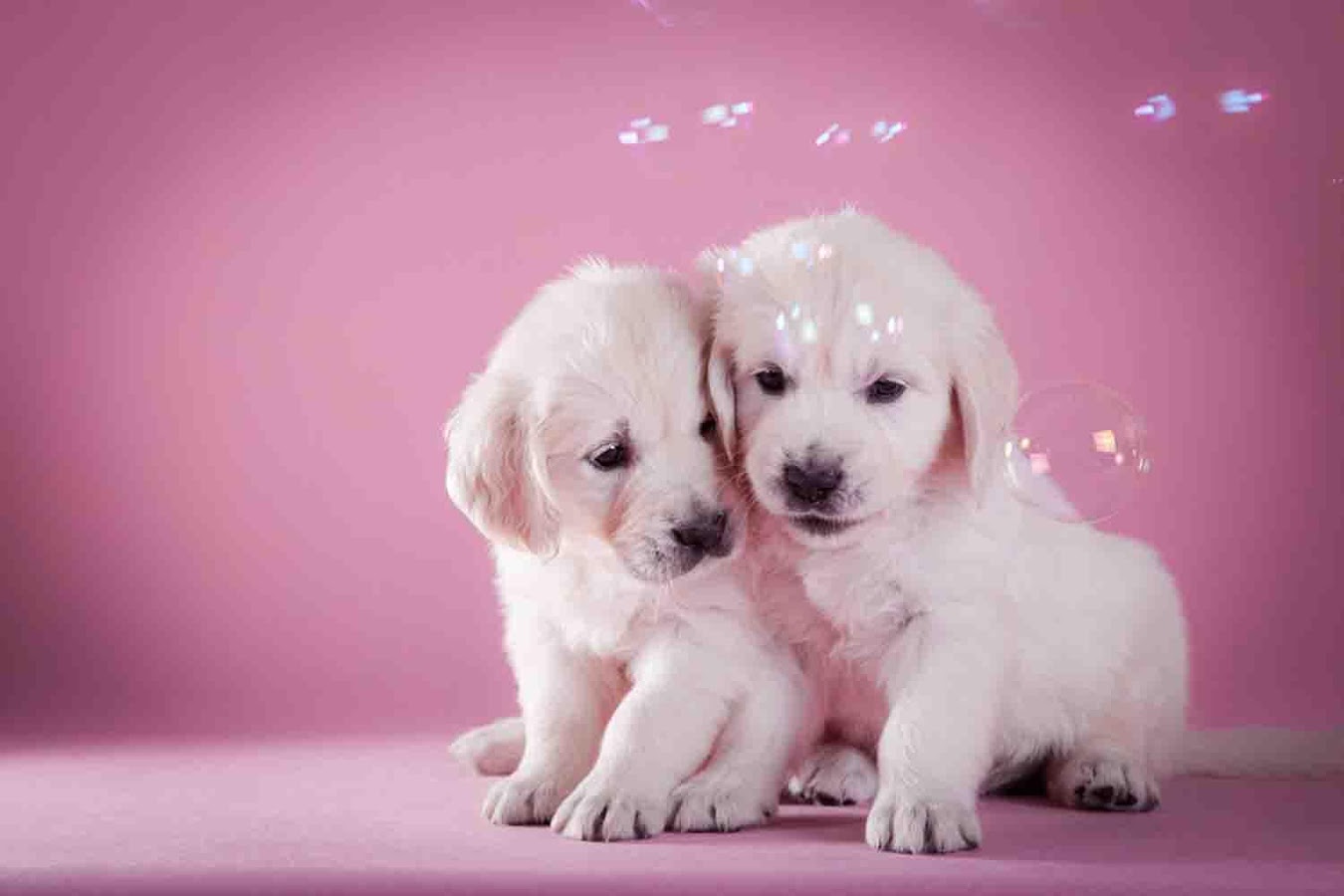 Cute Puppy Background Android Apps On Google Play