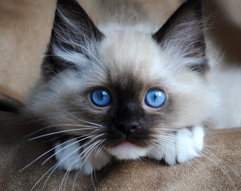Bonny Ragdoll Photo And Wallpaper Beautiful Pictures
