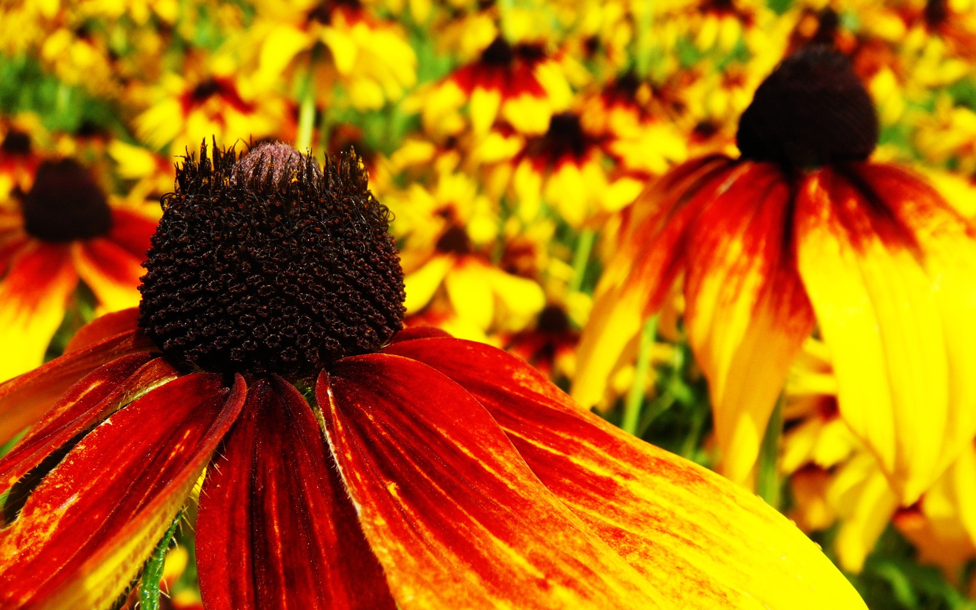Red And Yellow Coneflowers Wallpaper