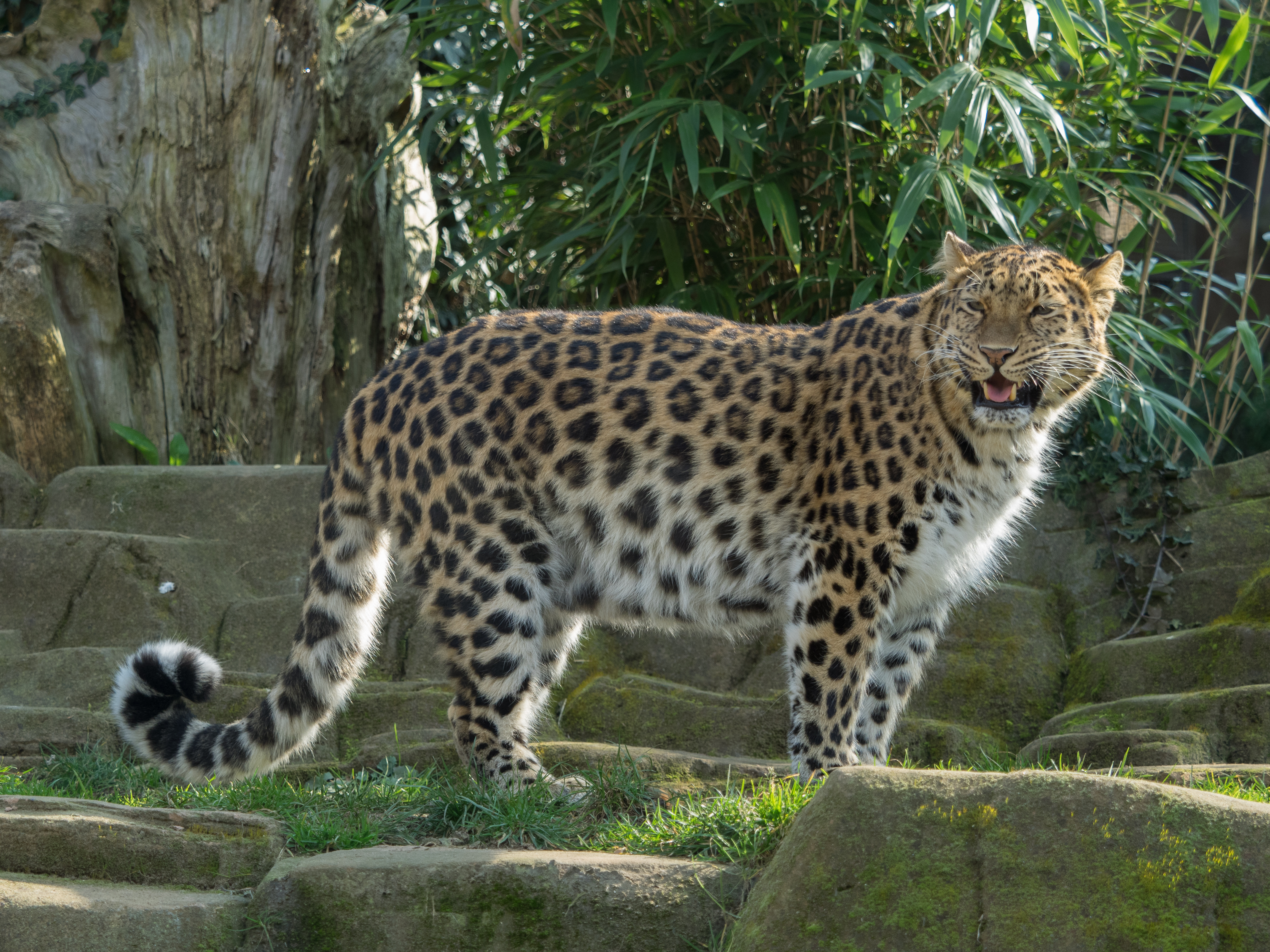 Amur Leopard Wikipedia