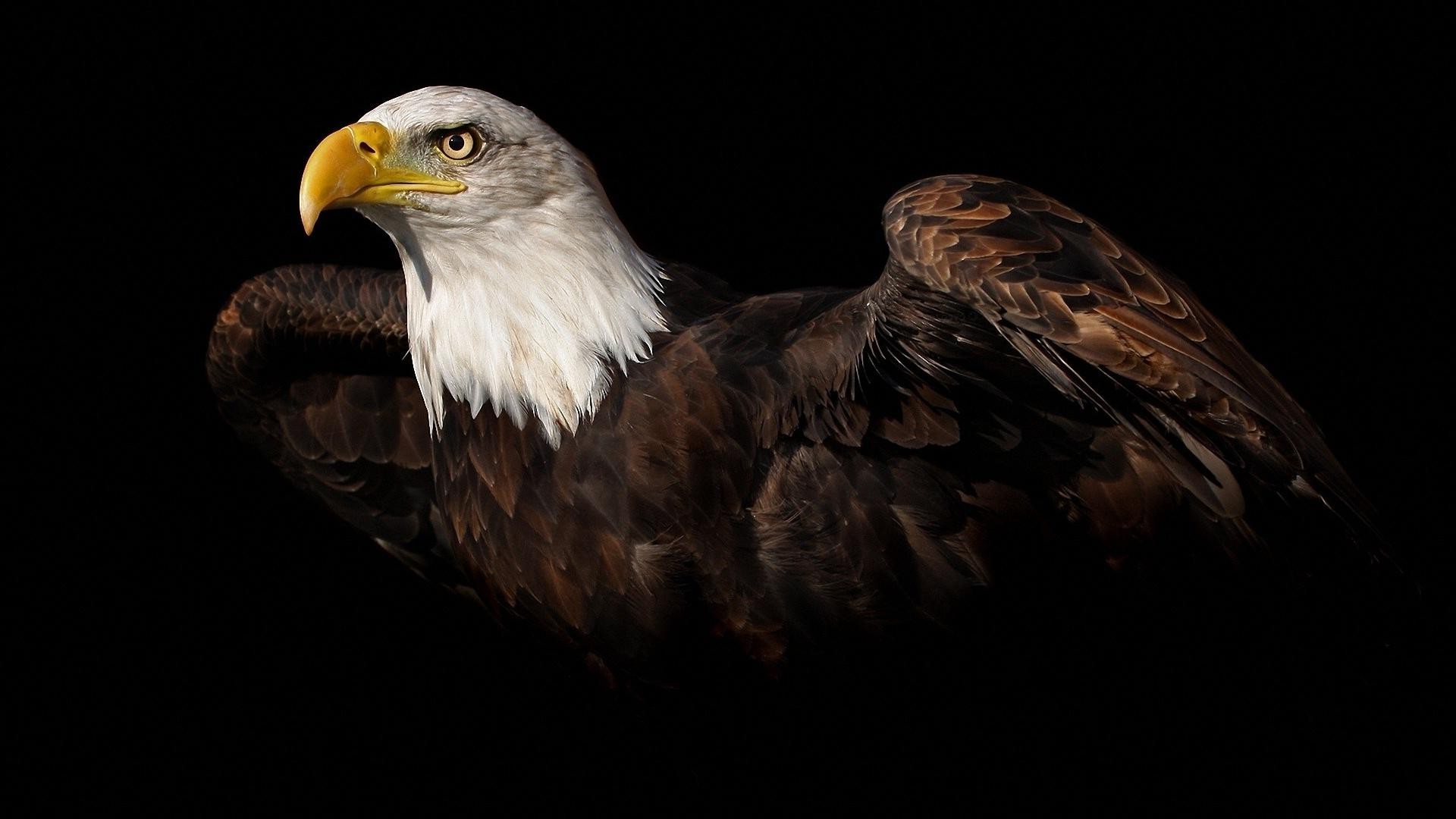 Bald Eagle Wallpaper HD Image One Pictures