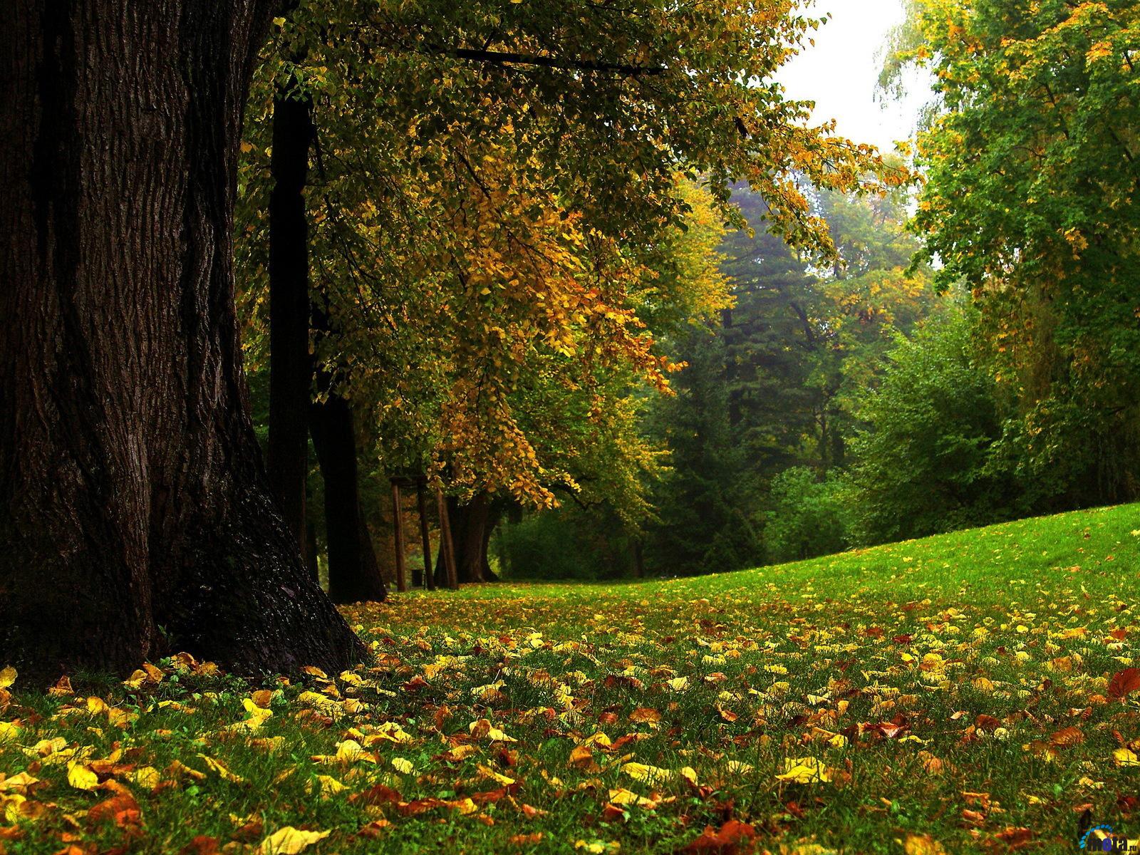 Wallpaper Early Autumn X Desktop And