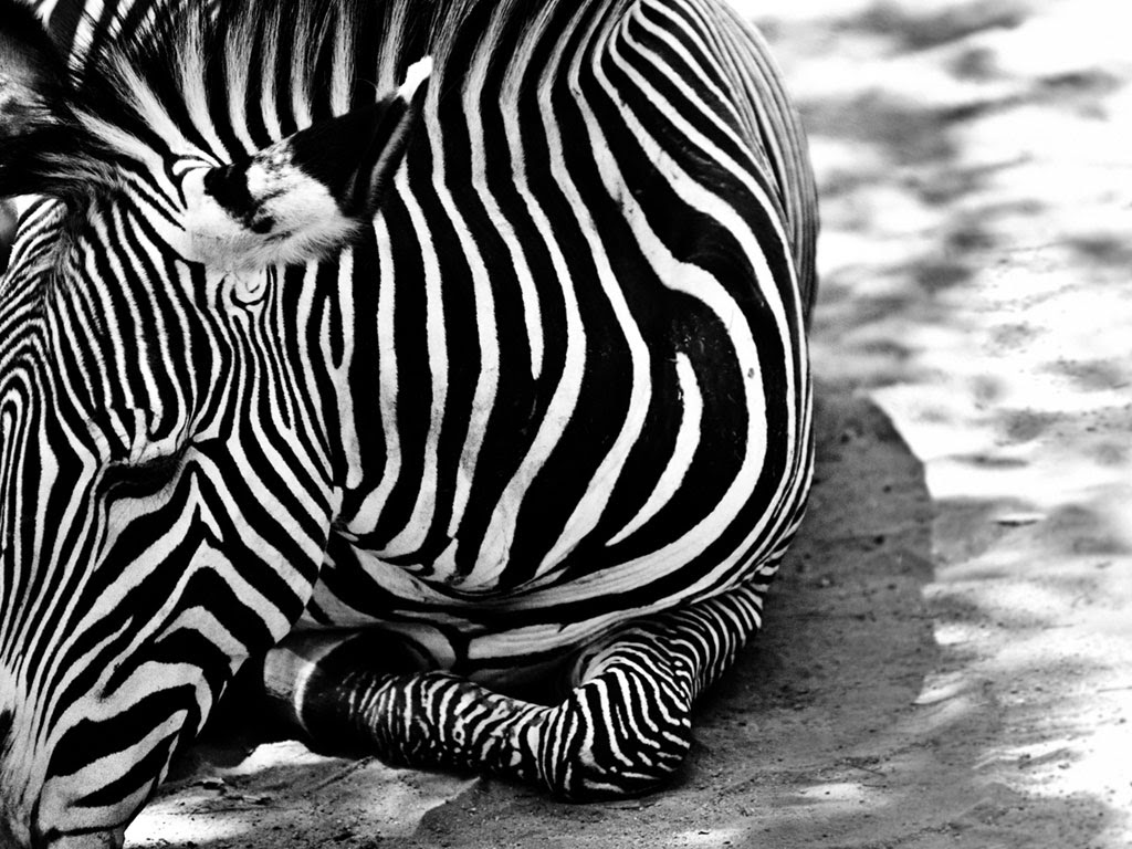 Free download zebra wallpaper zebra wallpaper zebra wallpaper zebra