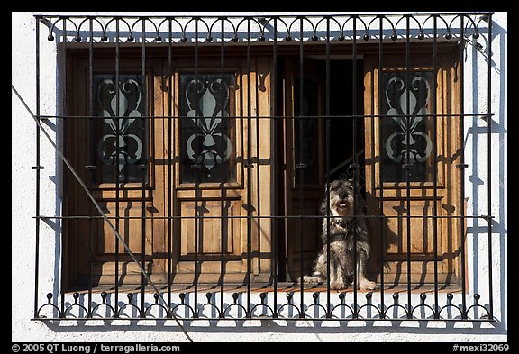 Window With Forged Metal Grid And Dog Tlaquepaque Jalisco Mexico