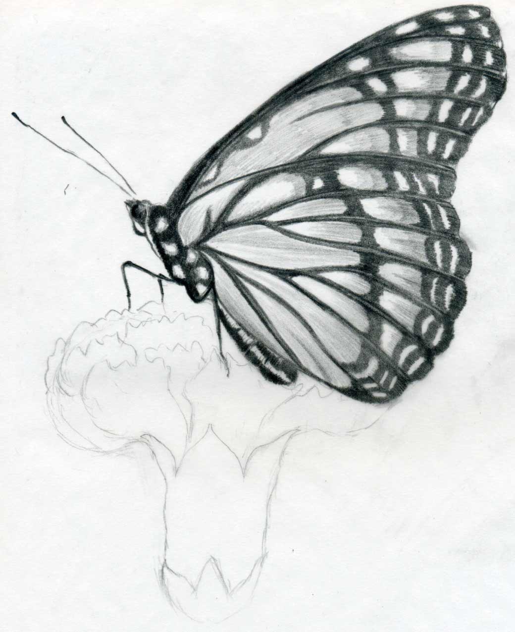 Pencil Drawing Butterfly Sketches Wallpaper Cute Birds
