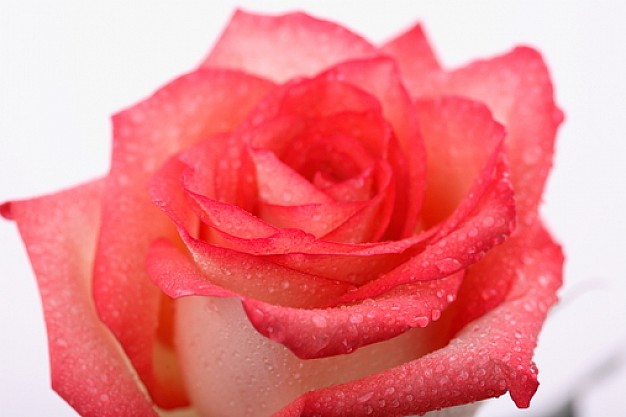 Roses Pink Rose Fresh Rose White Background Photo Free Download