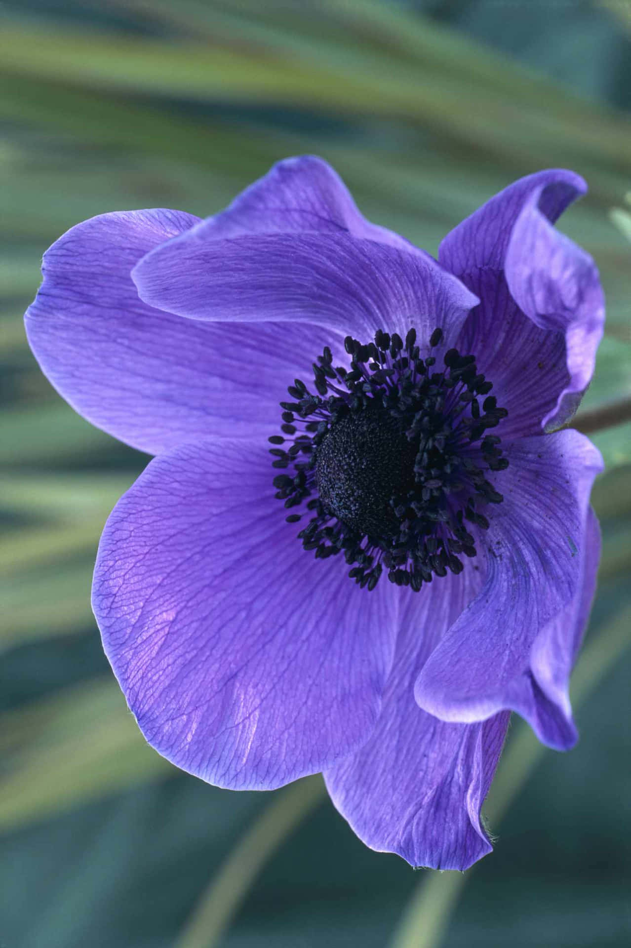 Anemone Flower Picture Wallpaper