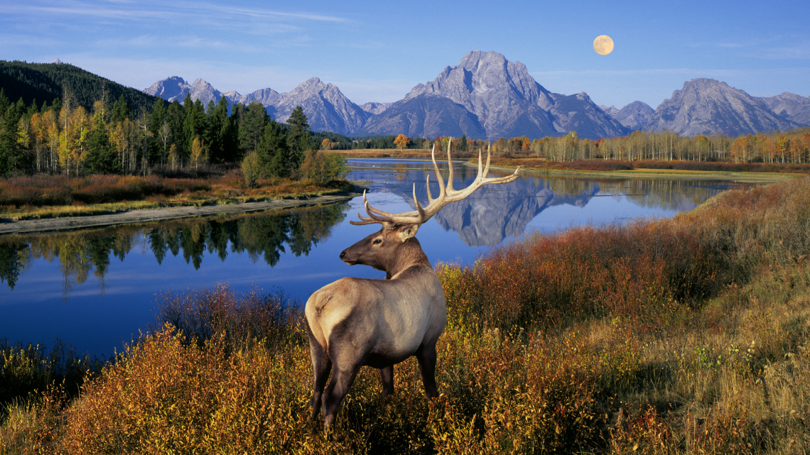 Outdoor Moose Grand Teton National Park Wyoming Usa