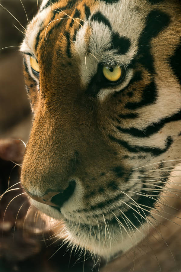 Tiger iPhone Wallpaper