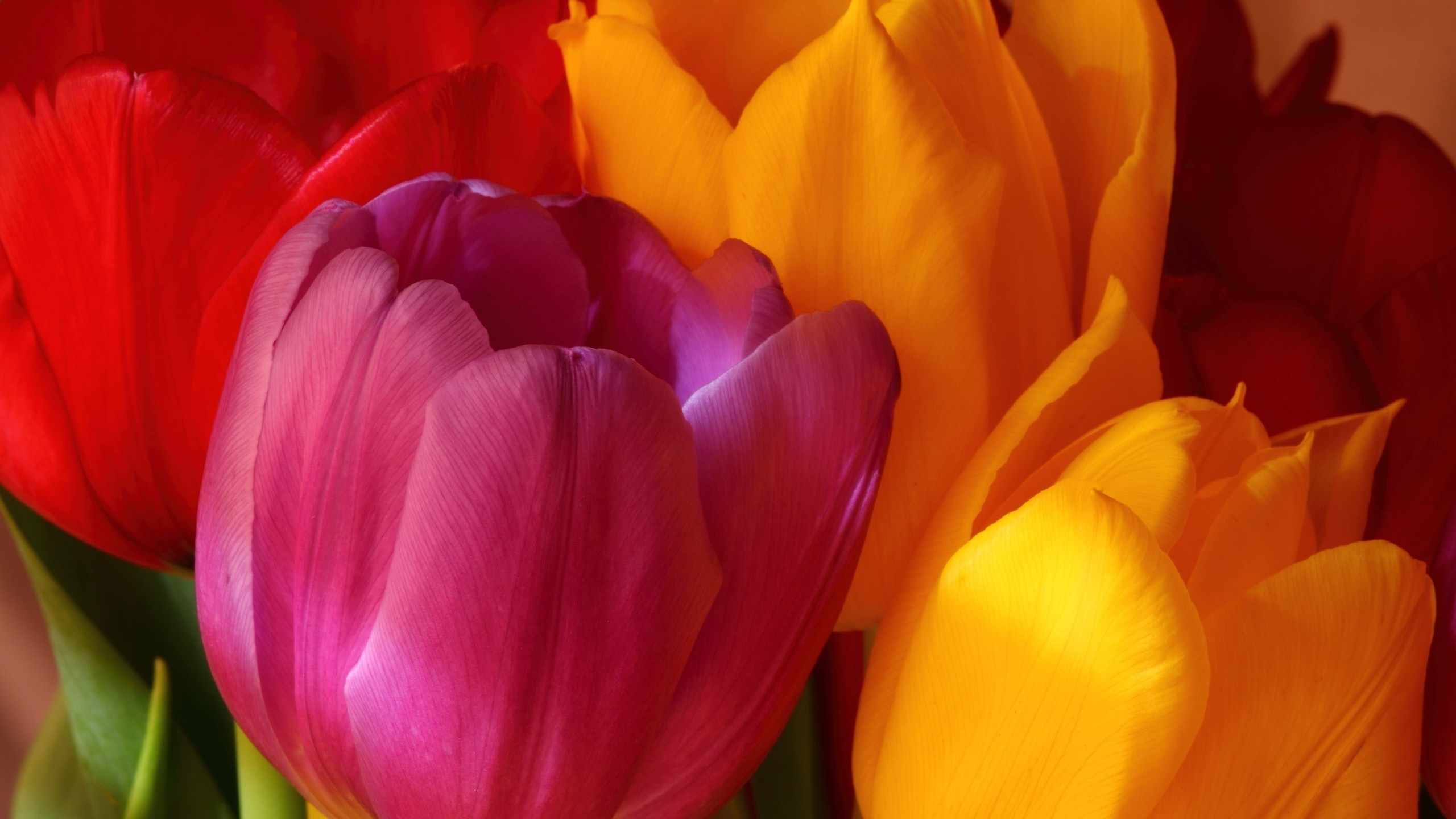 Wallpaper Tulips Desktop Puter Flowers