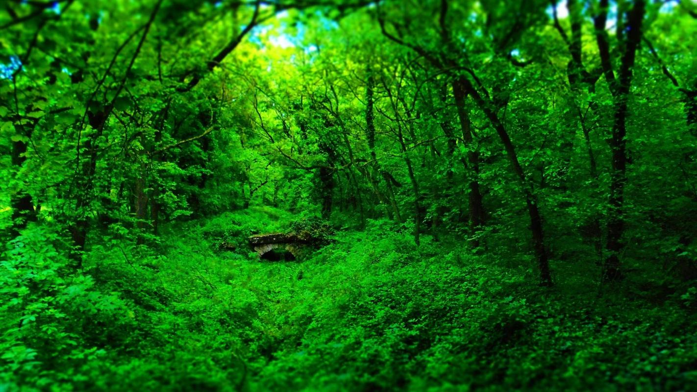 Forest Background HD Wallpaper For Android Apk