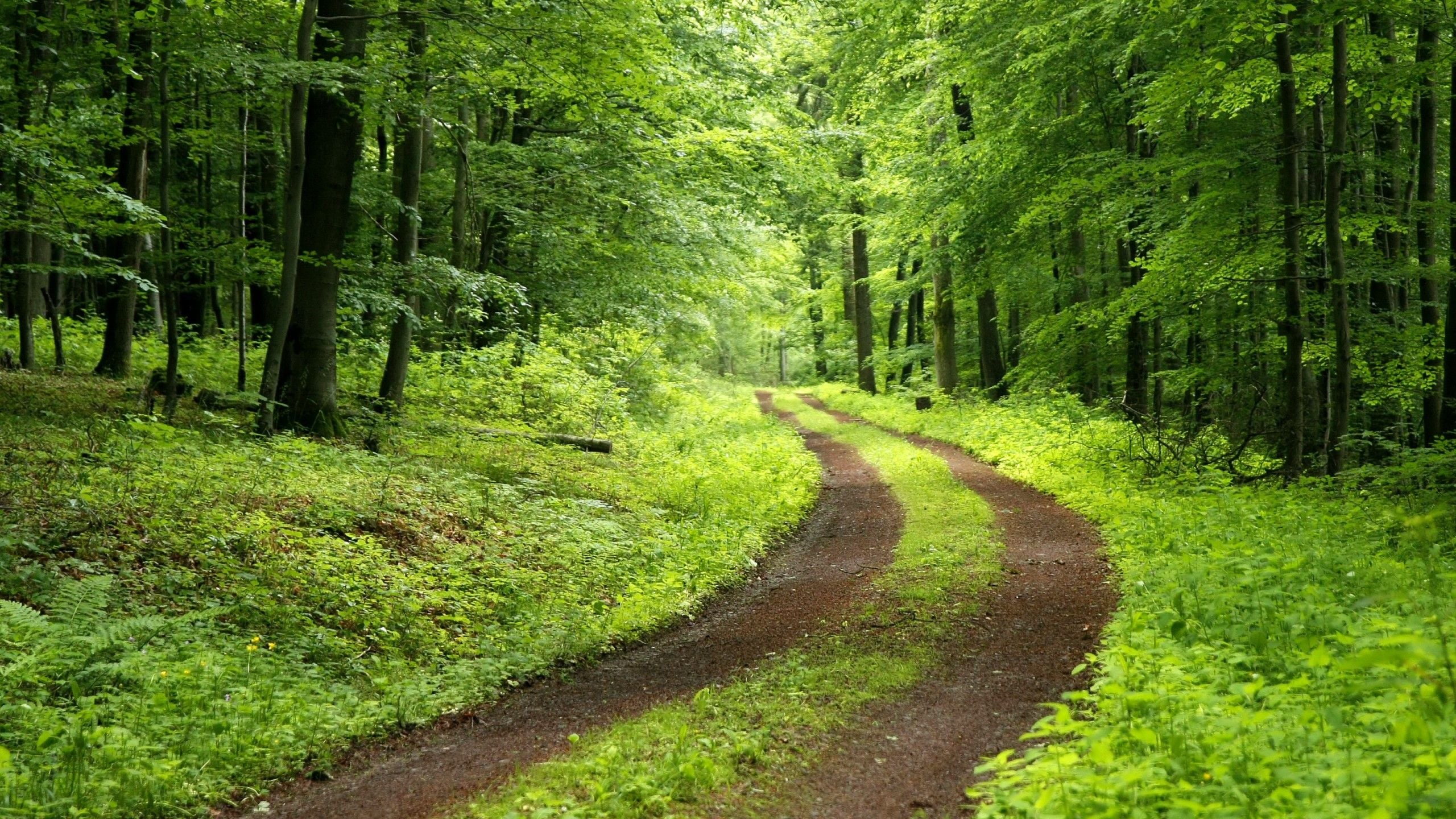 Nature Wallpaper On