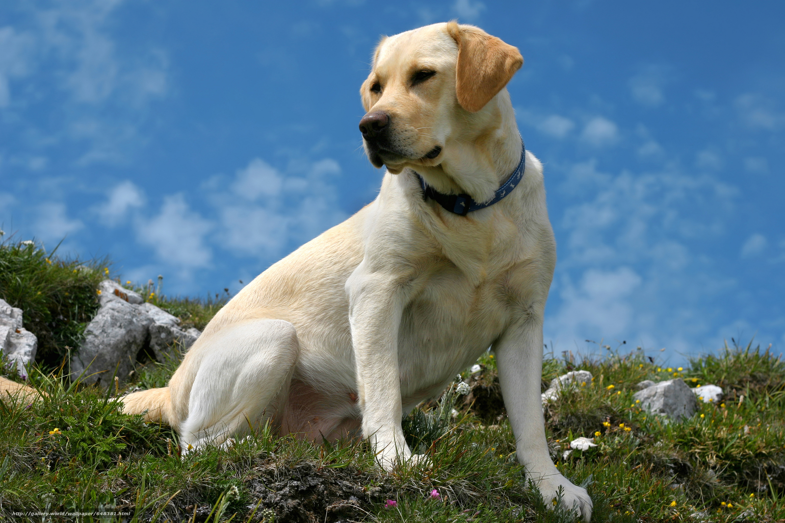 Free Download Download Wallpaper Background Puppy Dog Free Desktop Free download download wallpaper background puppy dog free desktop