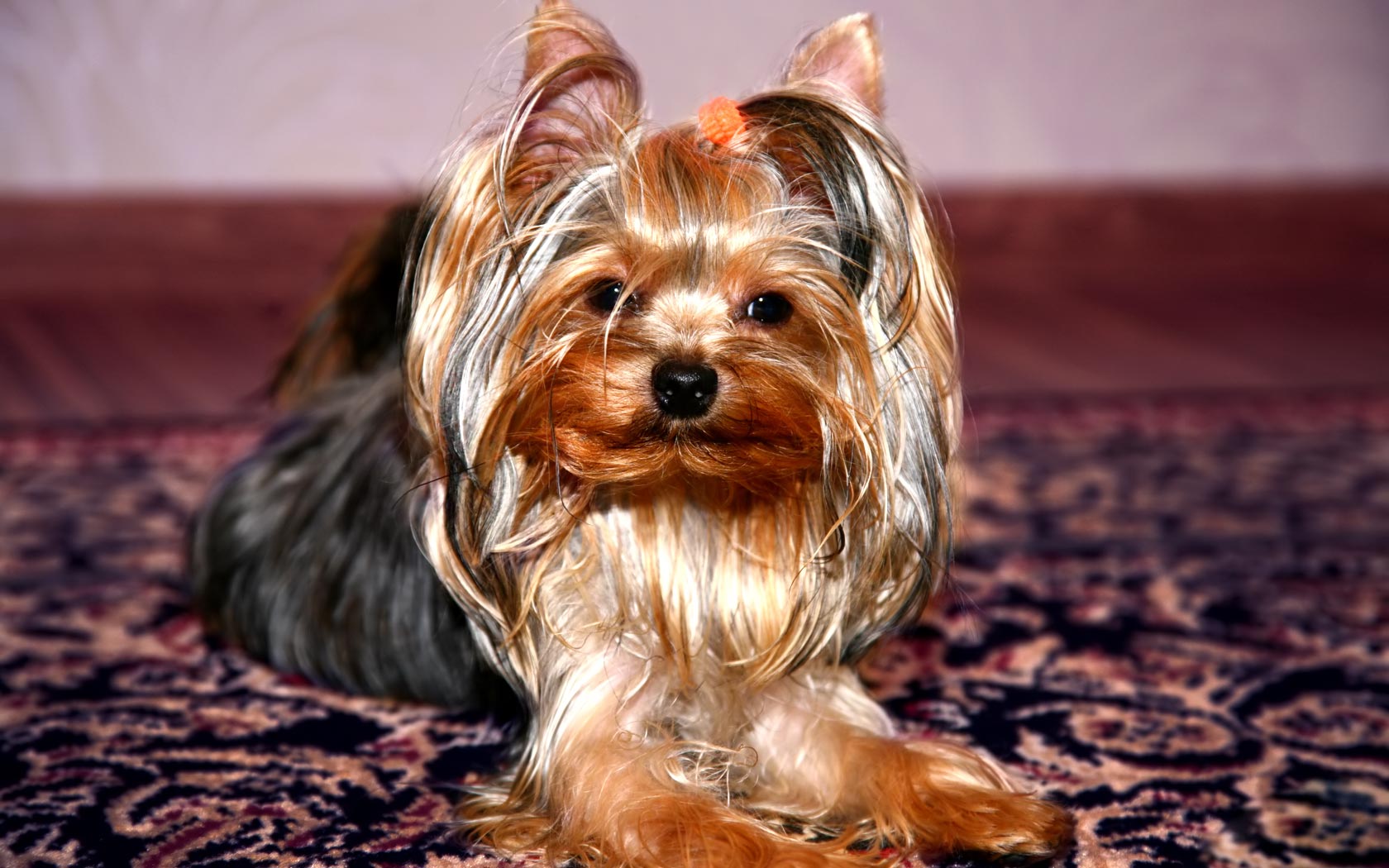 Background Animal Life Dogs Puppy Yorkie Wallpaper