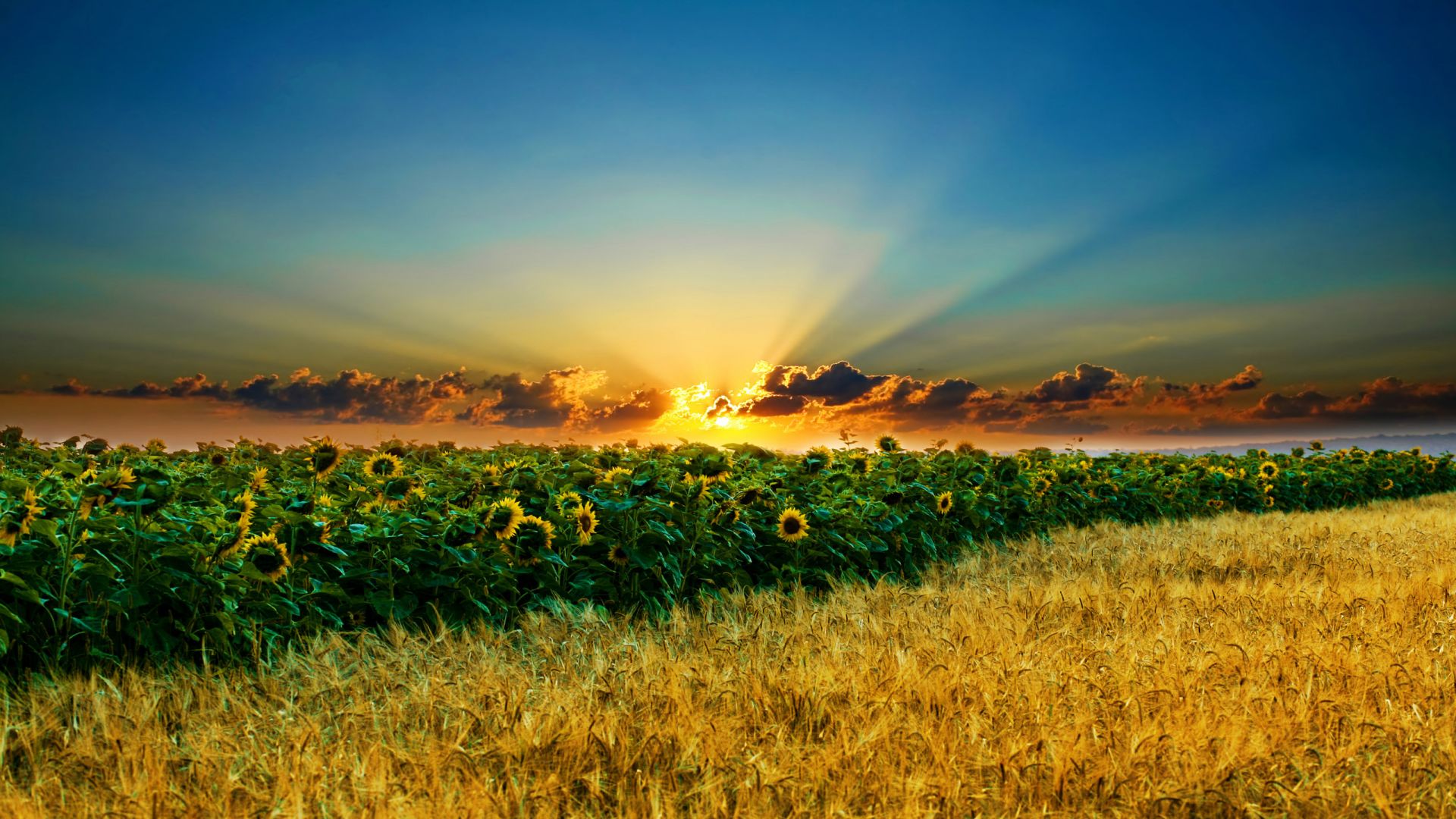 Sunshine Over The Sunflower Field Desktop Wallpaper