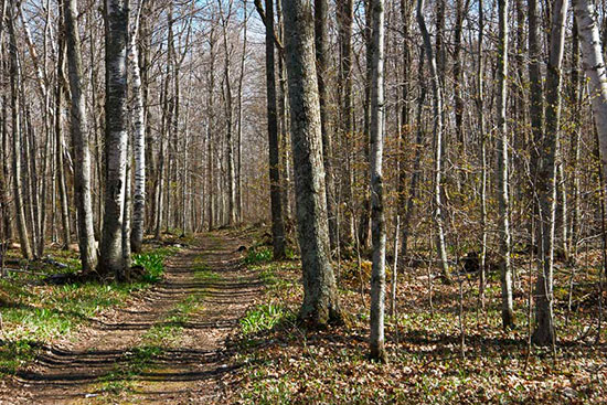 Birch Trail Cluster Trees Blacklock Stand